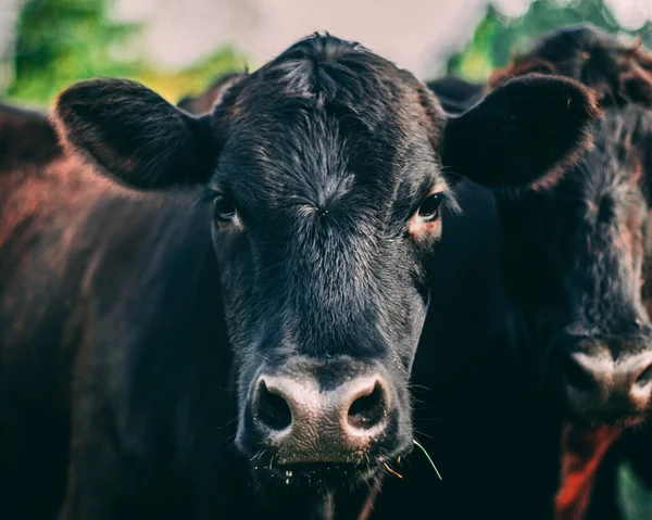 カメラを見ている黒い牛のクローズアップショット — ストック写真
