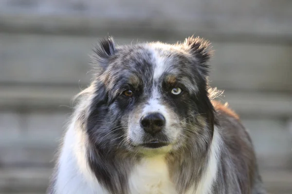 Een Selectie Van Een Border Collie Hond Met Verschillende Oogkleuren — Stockfoto