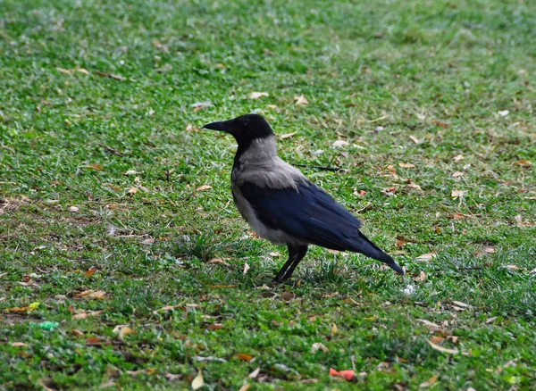 一只乌鸦在草地上的特写镜头 — 图库照片