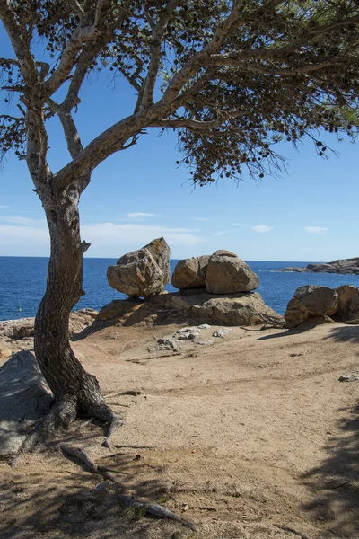 Tamariu Španělsko Října 2016 Vertikální Záběr Moře Stromem Obrovskými Skalami — Stock fotografie