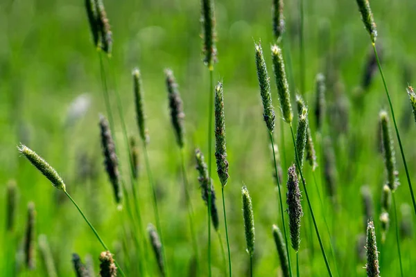 Closeup Shot Foxtail Grass Green Meadow — Stock Photo, Image