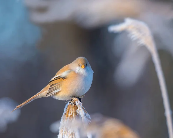 지팡이 수염을 Panurus Biarmicus — 스톡 사진