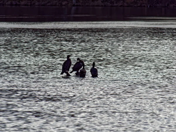 Nahaufnahme Einer Gruppe Von Vögeln Auf Der Wasseroberfläche Wald — Stockfoto