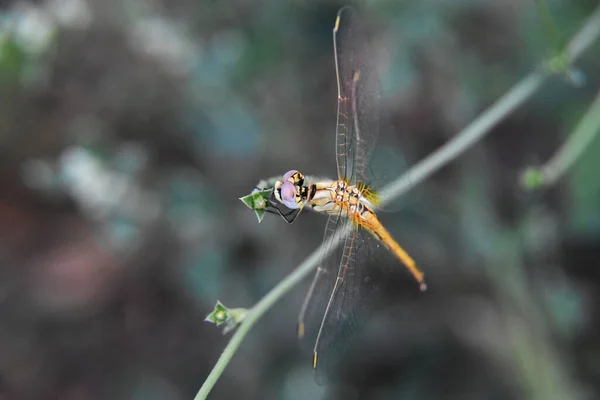 High Angle Shot Small Dragonfly Sitting Branch — Stock Photo, Image