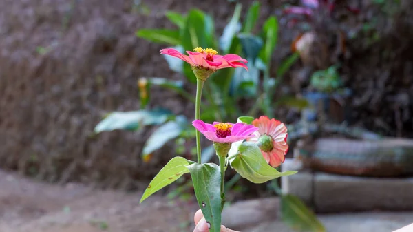 Een Uitzicht Zinnia Bloemen Groeiend Tuin — Stockfoto