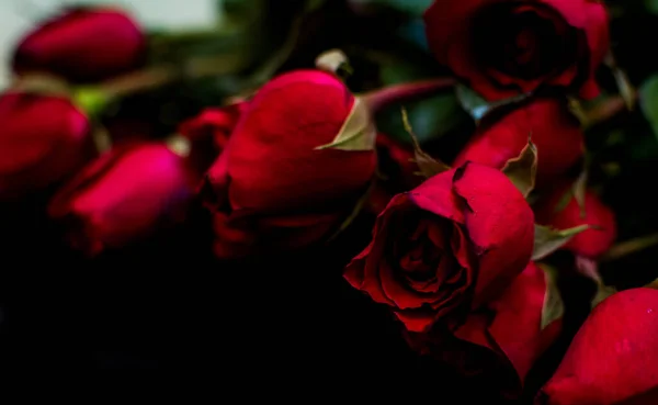 Крупный План Красных Роз Зелеными Ветками Листьями — стоковое фото