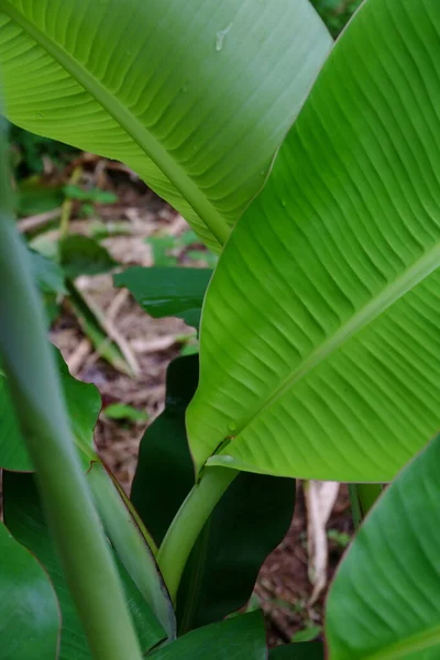 Nahaufnahme Grüner Pflanzen Mit Grünen Blättern Wald — Stockfoto