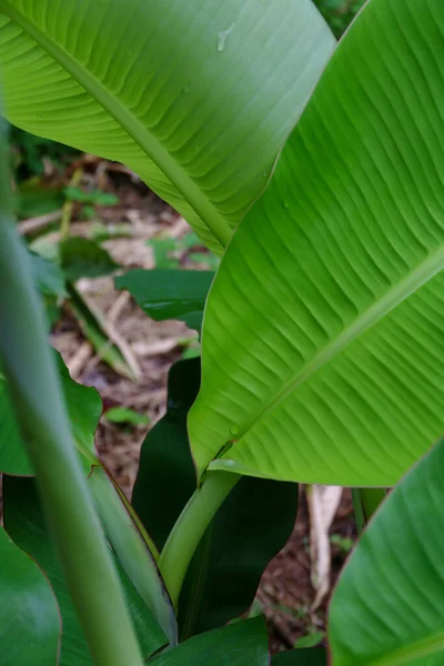 Close Plantas Verdes Com Folhas Verdes Floresta — Fotografia de Stock