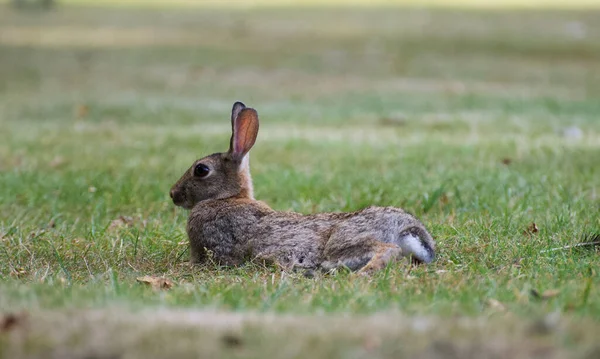 Een Schattig Konijn Rustig Zittend Weide Rondkijkend — Stockfoto