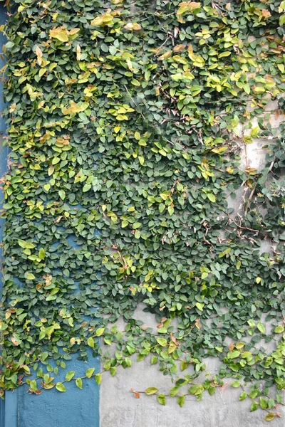 Plano Vertical Una Pared Cubierta Hiedra Verde — Foto de Stock