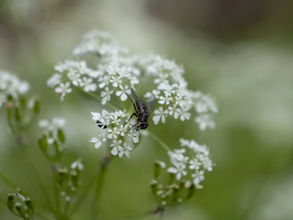 Een Close Shot Van Een Vlieg Een Koe Peterselie Plant — Stockfoto