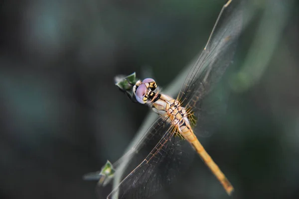 一只小蜻蜓坐在树枝上的高角镜头 — 图库照片