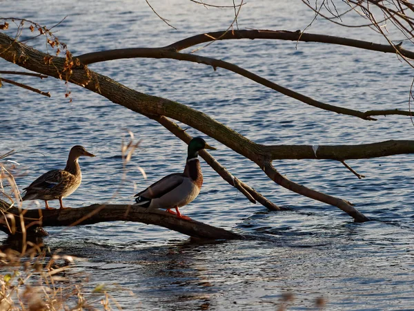 在森林的水草旁边 可以看到一群鸟儿的近景 — 图库照片