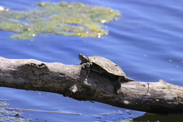 一个红耳朵滑翔机 Trachemys Scripta Elegans 在池塘上方的圆木上 — 图库照片