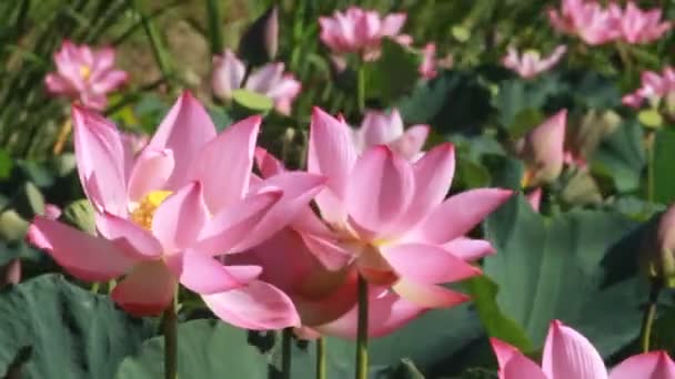 Κοντά Όμορφα Ροζ Λουλούδια Κρίνου — Αρχείο Βίντεο