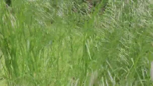 Зеленая Трава Саду — стоковое видео