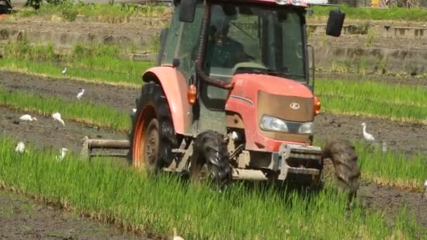 Skördetröska Som Arbetar Ute Fältet — Stockvideo