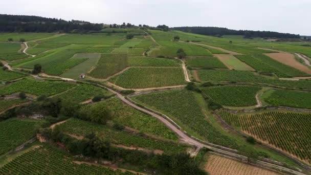 Vista Aérea Del Viñedo Campo — Vídeo de stock