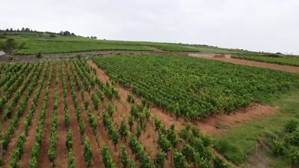 Vanuit Lucht Uitzicht Groene Velden Wijngaarden Het Platteland — Stockvideo