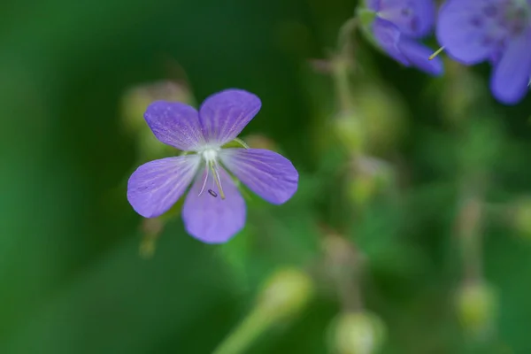 Piękne Geranium Kwiaty Kwitnące Łące — Zdjęcie stockowe