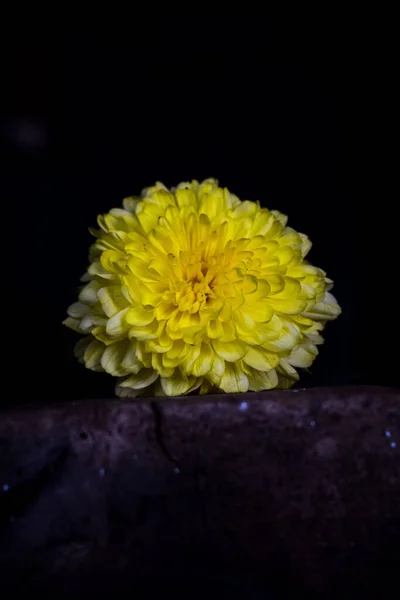 Siyah Arka Planda Bir Sarı Çiçek Afrika Amerikan Kadife Çiçeğinin — Stok fotoğraf