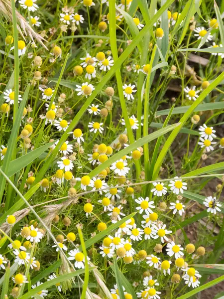 Primo Piano Bellissimi Fiori Camomilla Nel File — Foto Stock