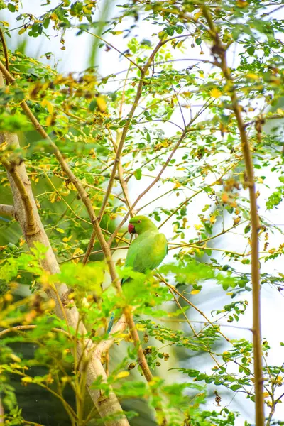 一只绿色的鹦鹉站在树枝上的特写镜头 背景是绿叶和明亮的天空 — 图库照片