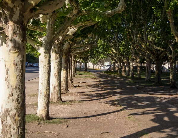 Řada Zelených Stromů Parku Slunečného Dne — Stock fotografie