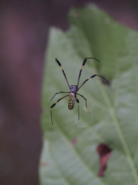 Plan Vertical Une Araignée Néphile — Photo