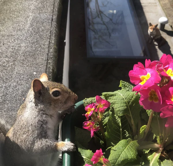 Vertical Shot Cute Squirrel Looking Potted Primroses — Stock Photo, Image