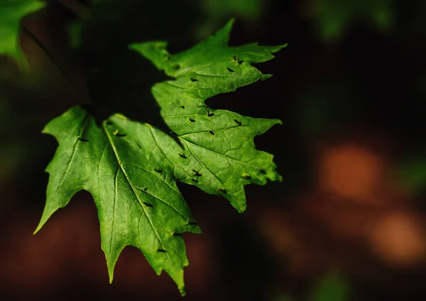Bulanık Arkaplanda Hasarlı Bir Akçaağaç Yaprağı — Stok fotoğraf