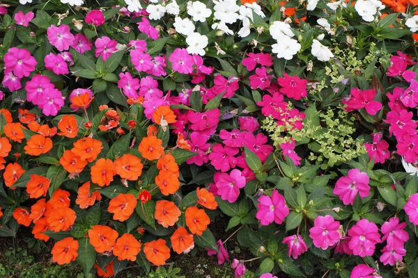 Las Hermosas Flores Bálsamo Guinea Coloridas Jardín —  Fotos de Stock