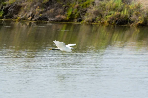 Zdjęcie Bliska Małego Żołędzia Egretta Garzetta Lecącego Nad Jeziorem — Zdjęcie stockowe