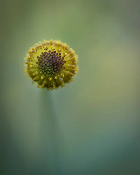 Selektiv Fokusbild Blommande Vildblomma Stamen — Stockfoto