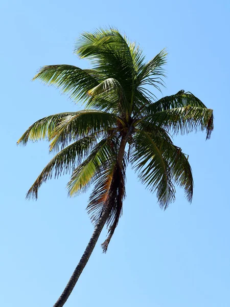 Eine Vertikale Aufnahme Einer Palme Vor Dem Blauen Himmel — Stockfoto