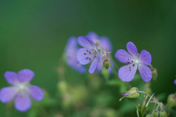 Belles Fleurs Géranium Fleurissent Dans Prairie — Photo