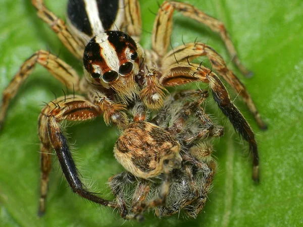 Eine Selektive Fokusaufnahme Einer Spinne Auf Einem Frischen Grünen Blatt — Stockfoto