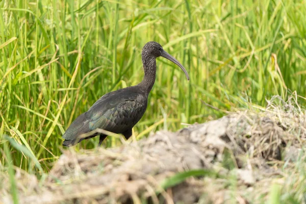 Retrato Perfil Lateral Close Ibis Brilhante Plegadis Falcinellus Campo — Fotografia de Stock