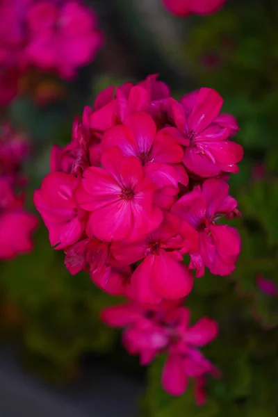 Μια Επιλεκτική Φωτογραφία Ροζ Λουλούδια Πελαργόνιου Ανθίζουν Στον Κήπο — Φωτογραφία Αρχείου