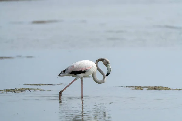 Closeup Shot Greater Flamingo Phoenicopterus Roseus Walking Lake — Stock Photo, Image
