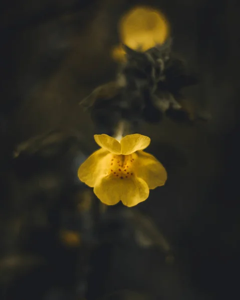 Enfoque Selectivo Rayos Luz Cayendo Flores Cinquefoils Florecientes — Foto de Stock