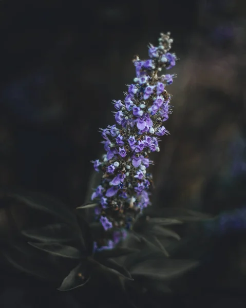 Une Mise Point Sélective Une Fleur Larkspur Fleurs — Photo