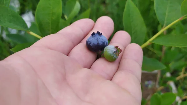 Closeup Shot Ripe Unripe Blueberries Human Hand — Stock Photo, Image