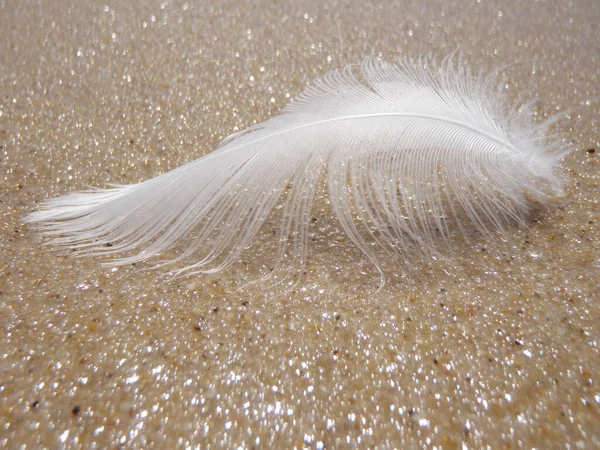 Closeup Feather Wet Beach Sunlight — Stock Photo, Image