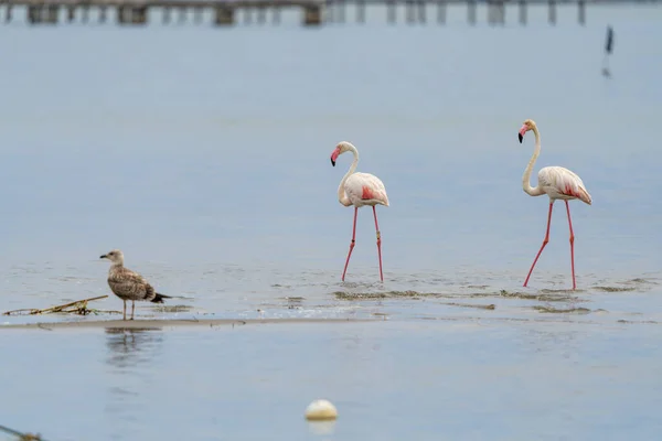 Kilátás Két Nagyobb Flamingó Phoenicopterus Roseus Nézi Herring Sirály Larus — Stock Fotó