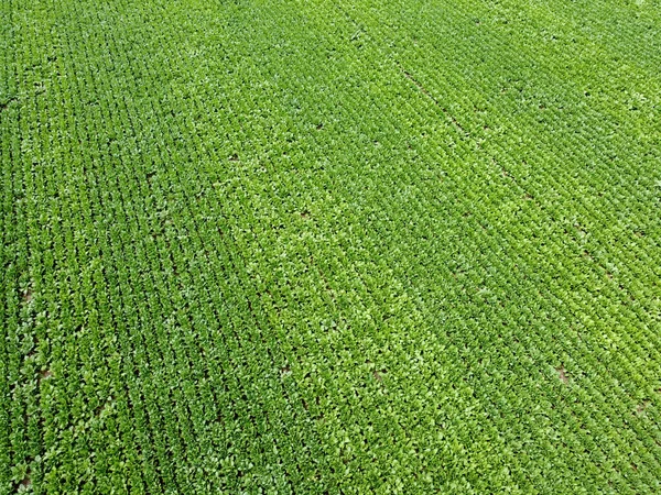 Luchtfoto Van Het Groene Cultuurveld Voor Achtergrond Textuur — Stockfoto