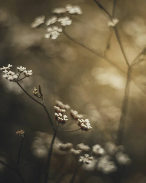 Une Mise Point Sélective Petites Fleurs Sauvages Fleurs — Photo