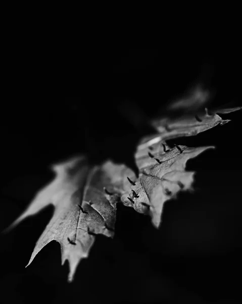 Eine Graustufenaufnahme Eines Beschädigten Ahornblattes — Stockfoto