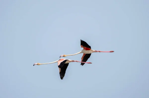 Nahaufnahme Zweier Flamingos Phoenicopterus Roseus Die Gemeinsam Himmel Fliegen — Stockfoto