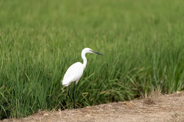 Portrait Latéral Une Petite Aigrette Egretta Garzetta Debout Sur Sol — Photo